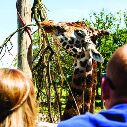 Giraffe at Knowsley Safari Park